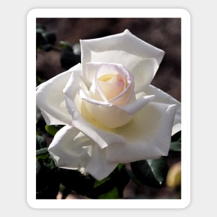 White Rose Bloom Sticker